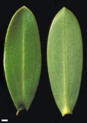 Veronica calcicola. Leaf surfaces, adaxial (left) and abaxial (right). Scale = 1 mm.
 Image: W.M. Malcolm © Te Papa CC-BY-NC 3.0 NZ